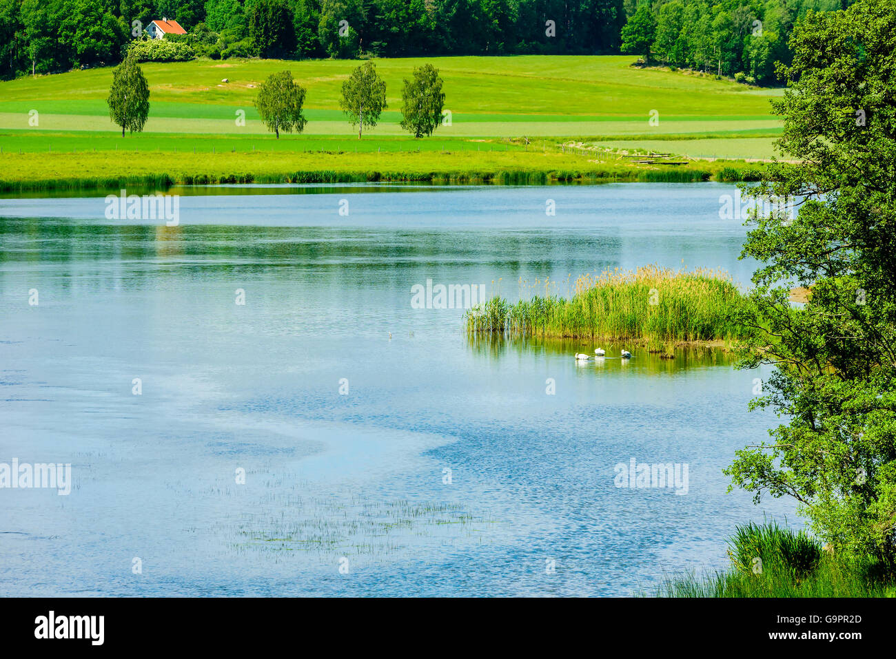 Blick über Norsholm Naturschutzgebiet in Schweden. Es ist der Fluss Motala Strom. In der Ferne ist ein Haus. Sommer in der schwedischen Stockfoto