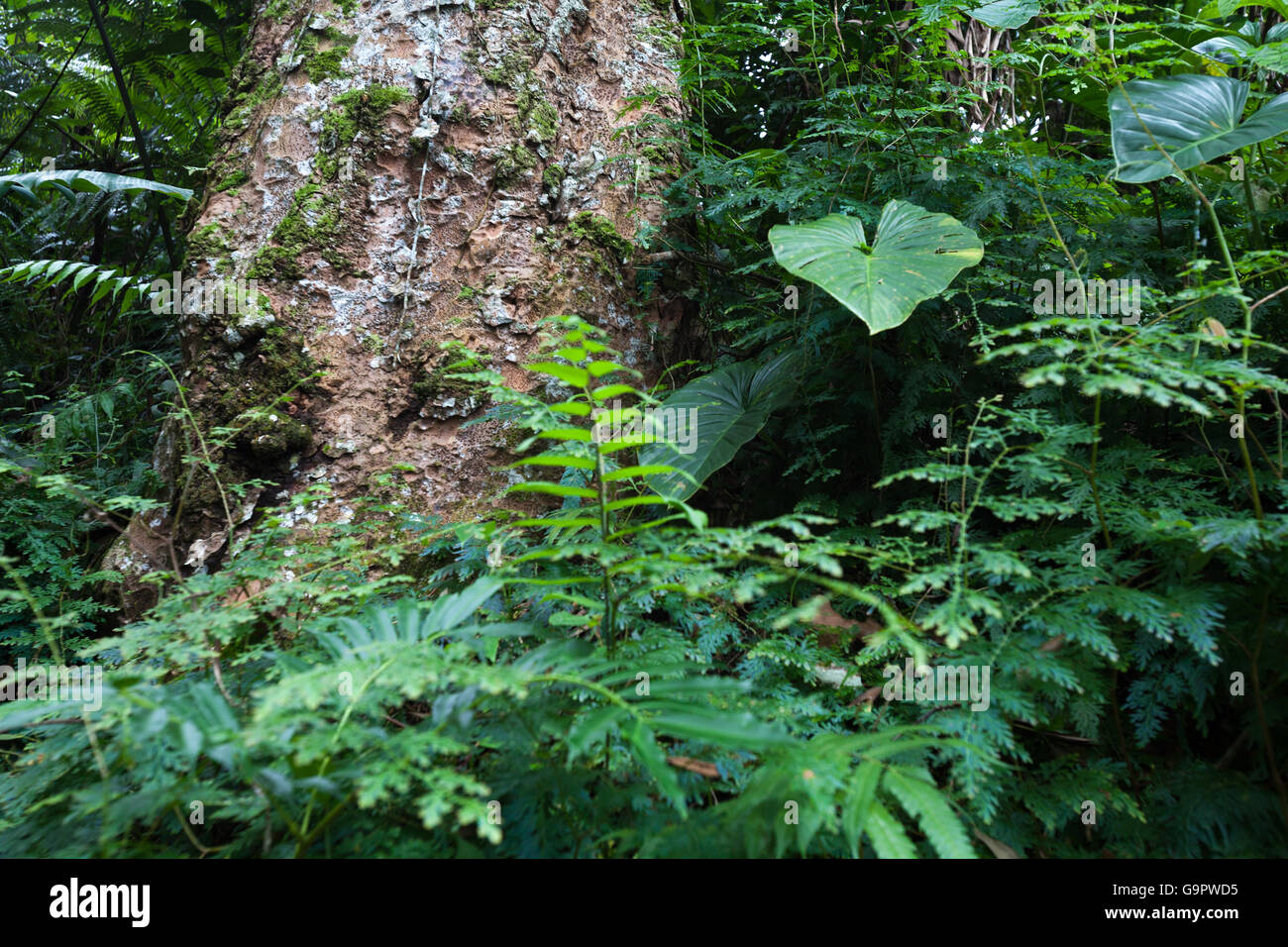 Tropischer Regenwald in Insel Java, Indonesien. Stockfoto