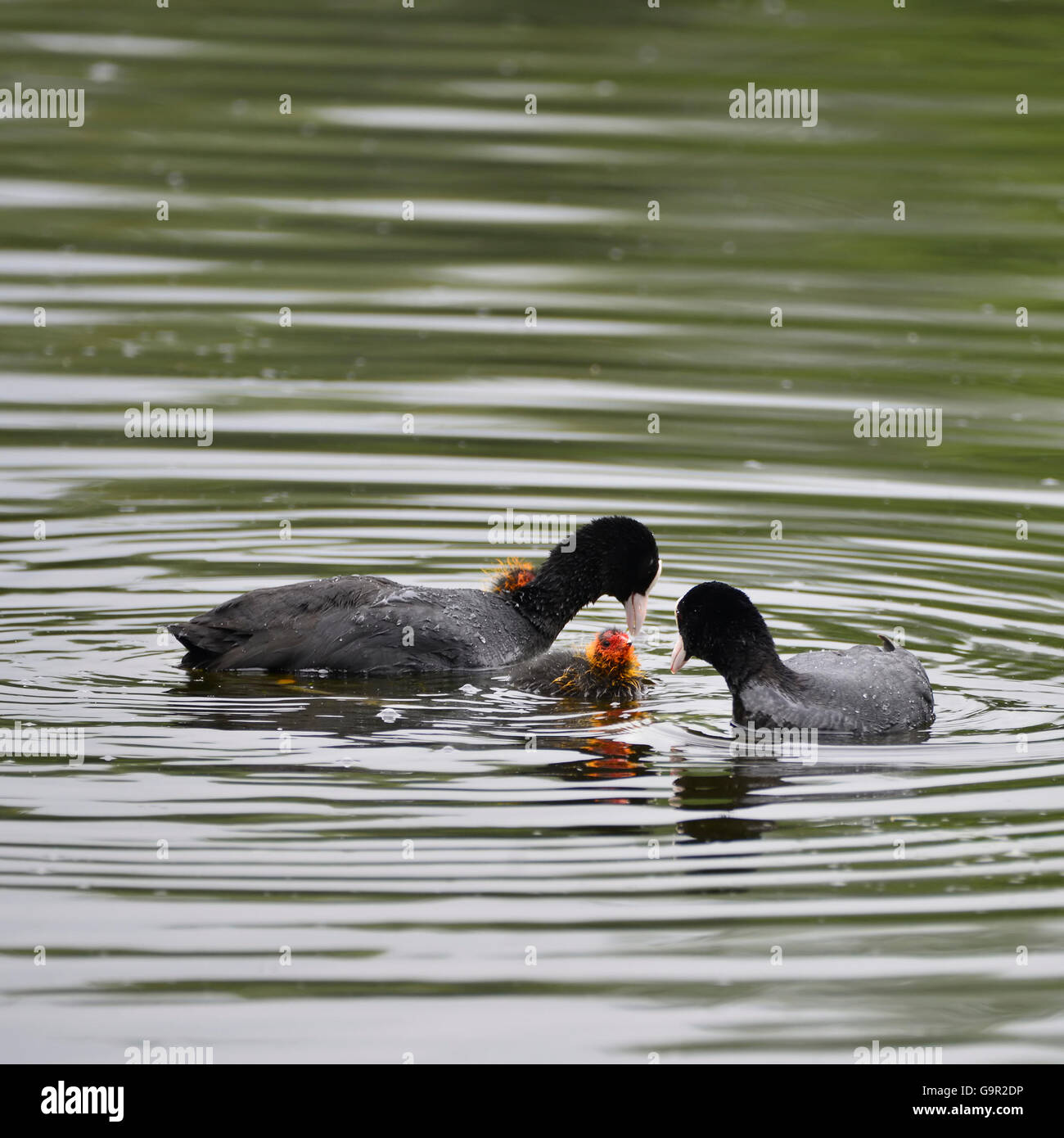 Blässhuhn Rallidae Fulica Wasservogel Familie auf See schwimmen Stockfoto