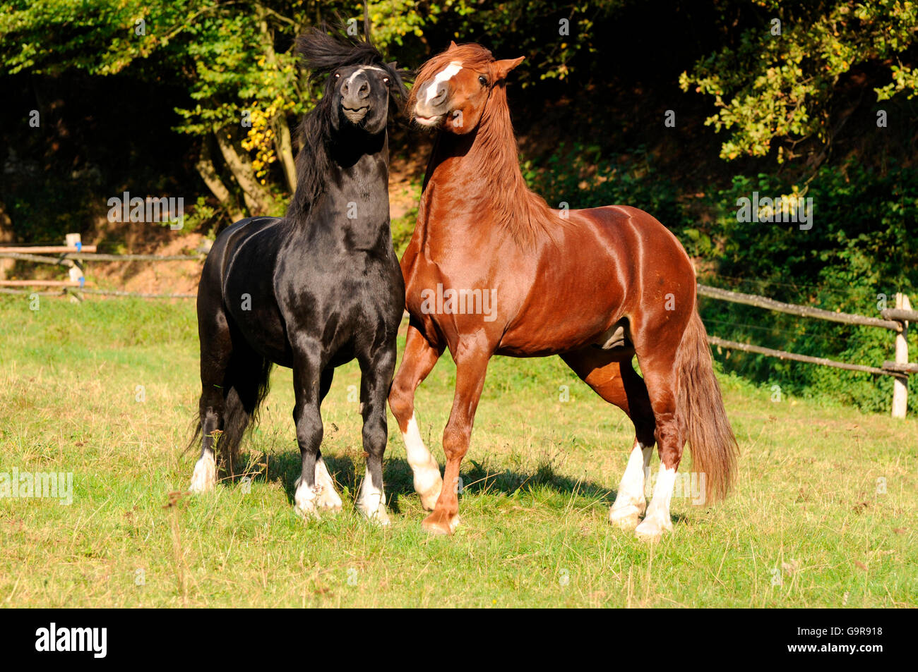 Welsh Ponys, Hengste / Welsh Pony of Cob Type, Abschnitt C, Welsh Cob Sektion D Stockfoto