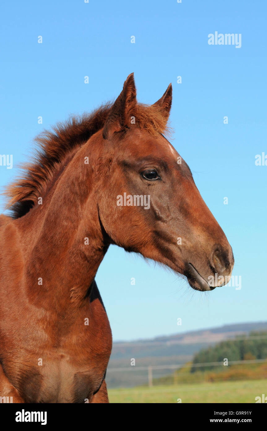 Quarter Horse, Fohlen Stockfoto