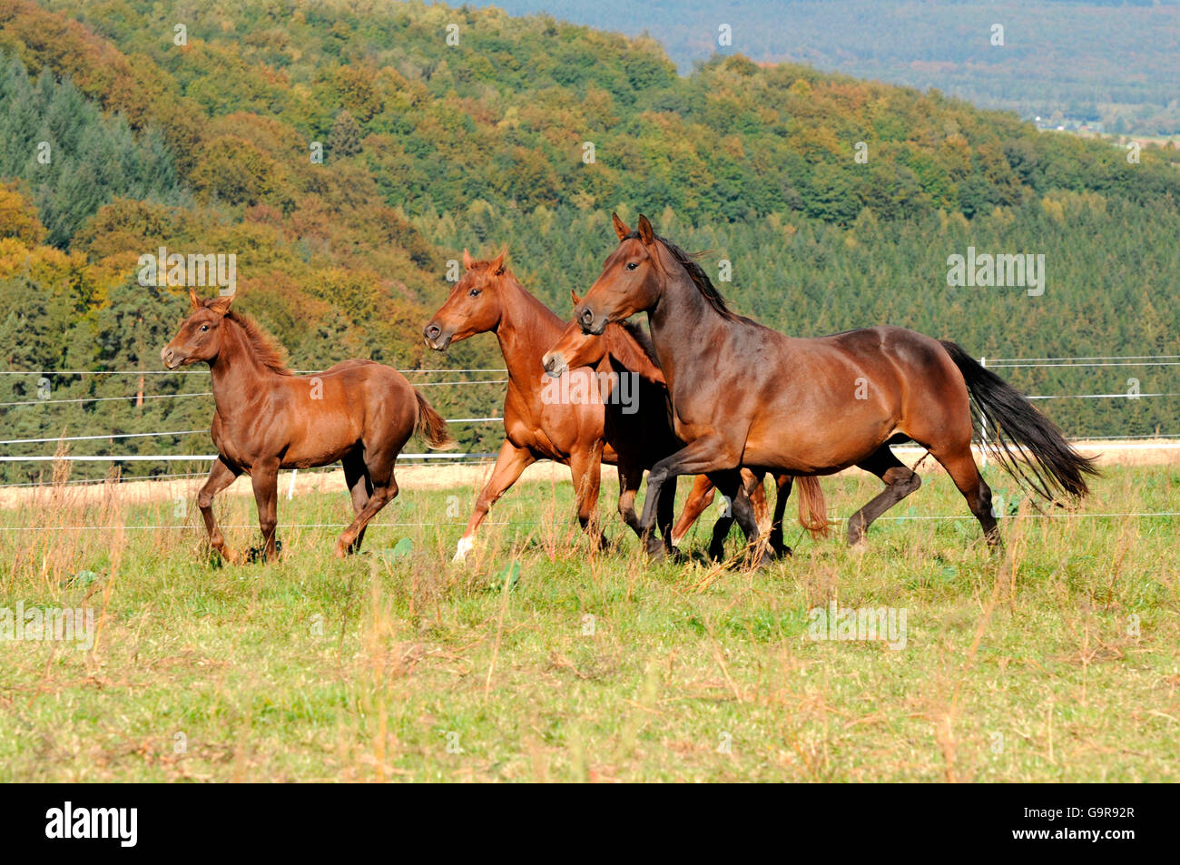 Quarter Horses, Stuten und Fohlen Stockfoto