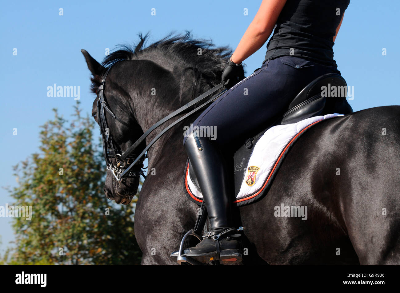 Fahrer mit westfälische Warmblut / deutschen Warmblut, Dressur, Ausbildung, Reiten, Arena, Curb Bit, Reithelm Stockfoto