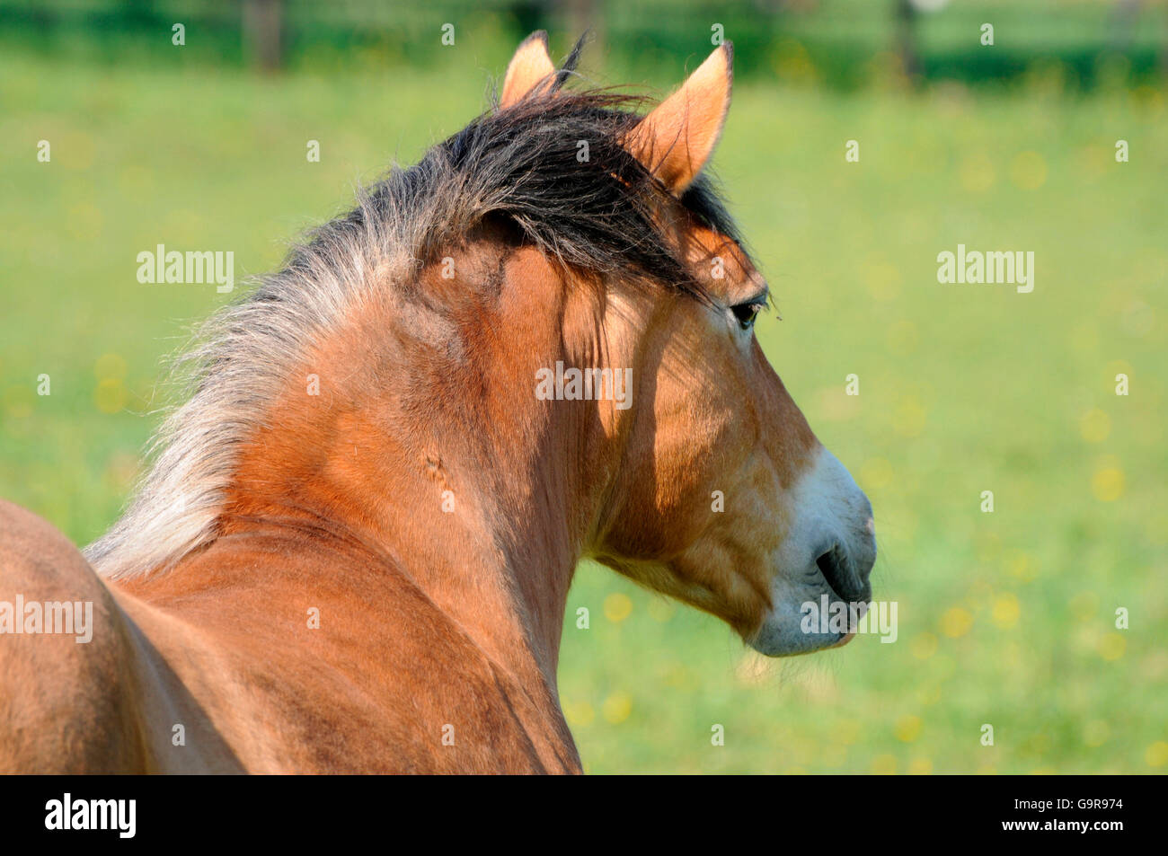 Entwurf eines Pferdes / Tiefgang Pferd, Hals, Widerrist, Mähne Stockfoto