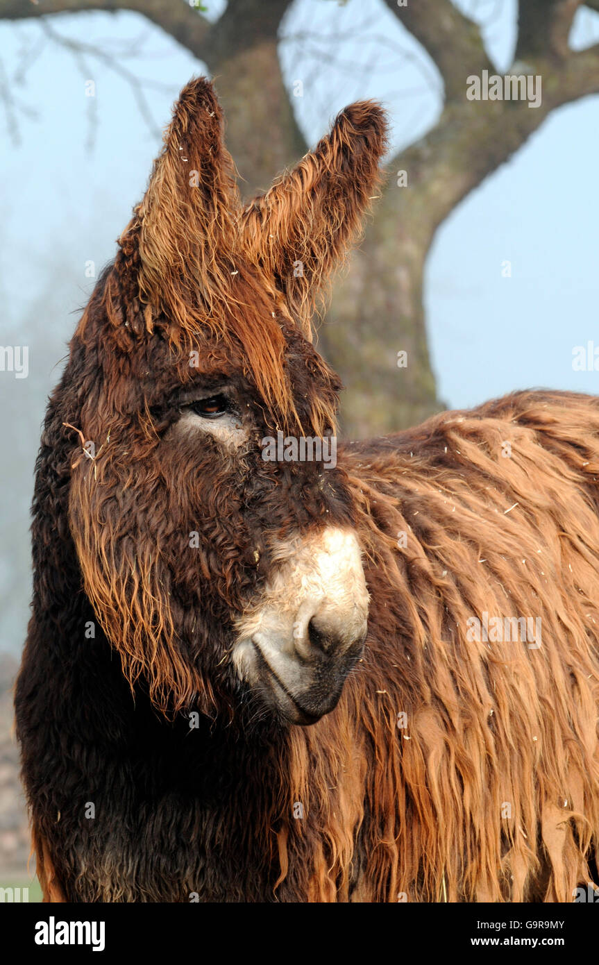 Poitou-Esel / Mammoth Esel Baudet de Poidou, verfilzten Haare Stockfoto