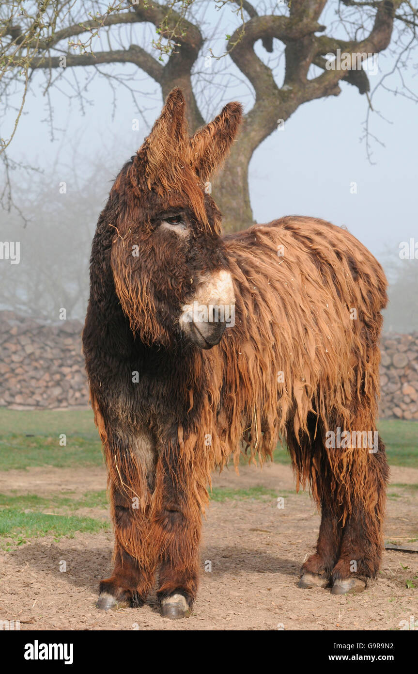 Poitou-Esel / Mammoth Esel Baudet de Poidou, verfilzten Haare Stockfoto