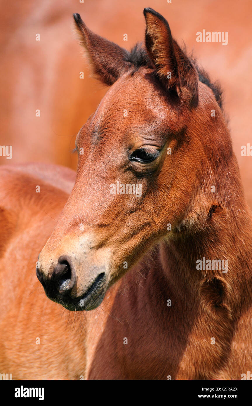 American Quarter Horse, Fohlen Stockfoto