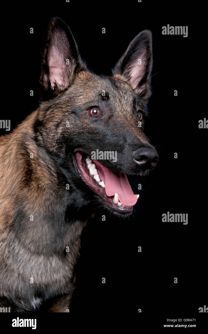 belgischer-malinois-r-de-belgischer-sch-ferhund-malinois