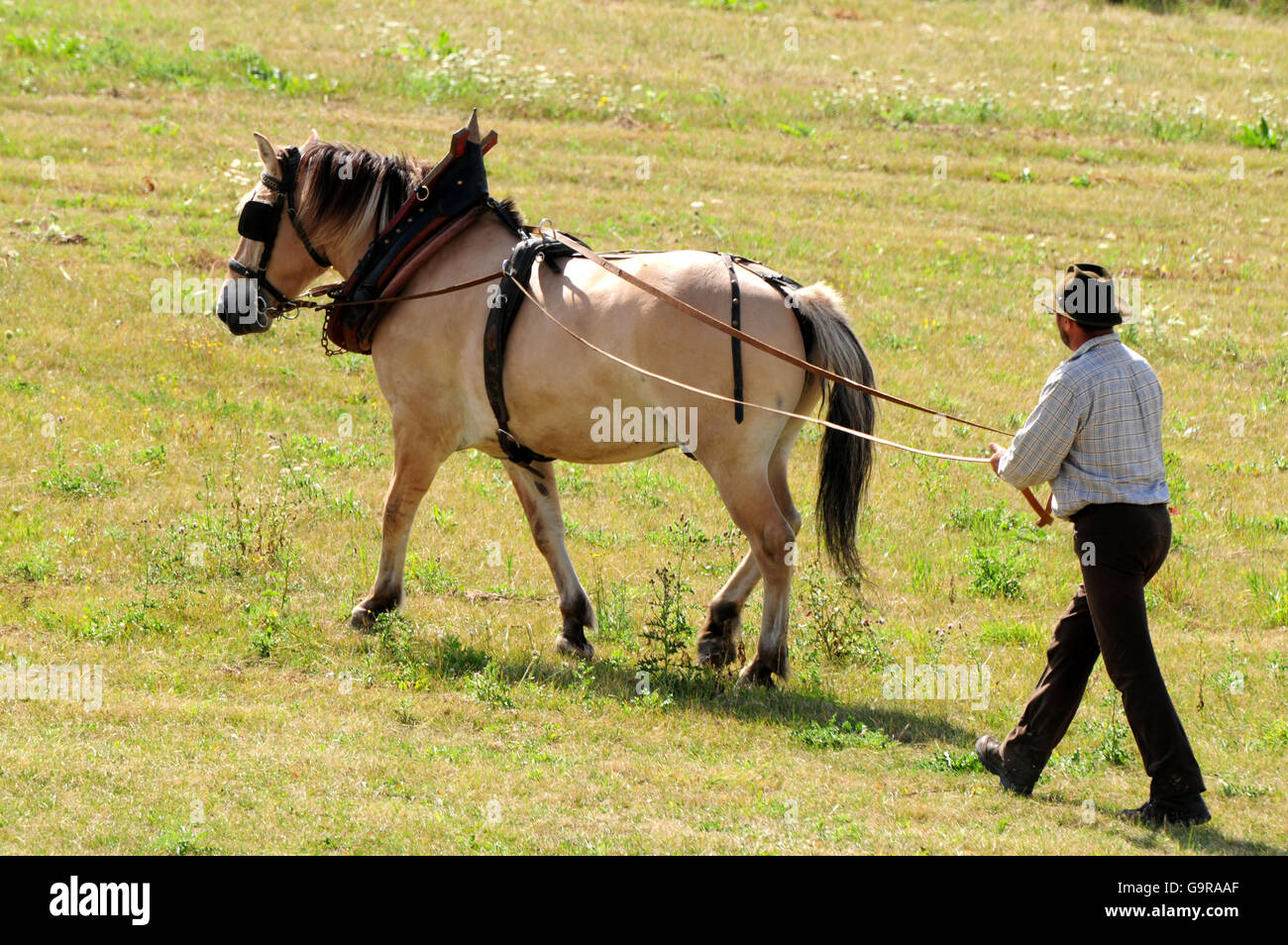Mann mit norwegischen Pferd, Boden treibende / popular Sport Stockfoto