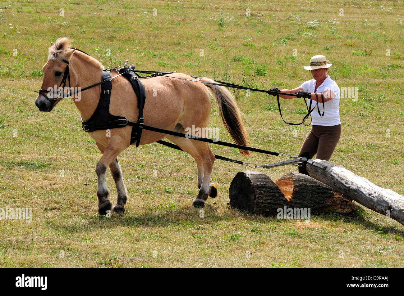 Mann mit norwegischen Pferd, Log ziehen Wettbewerb / popular Sport Stockfoto