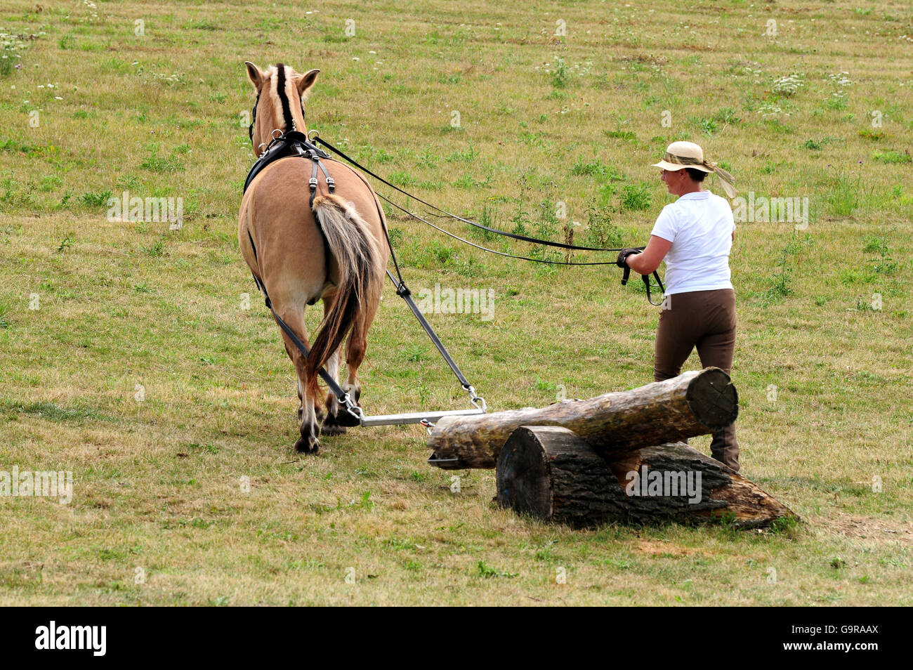 Mann mit norwegischen Pferd, Log ziehen Wettbewerb / popular Sport Stockfoto