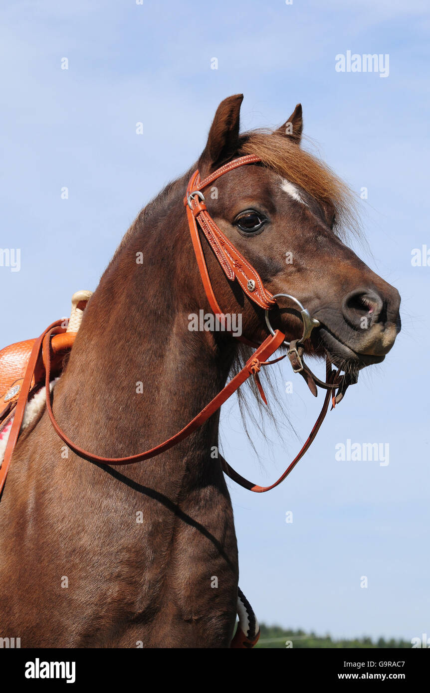 Welsh Pony, Wallach, western Zaumzeug Stockfoto