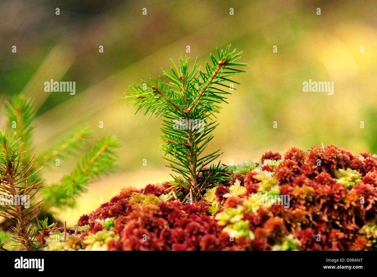 Nadel-Holz schießen Stockfoto