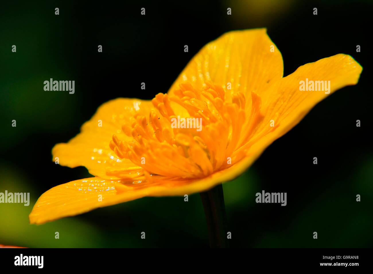 Marsh Marigold / (Caltha Palustris) Stockfoto