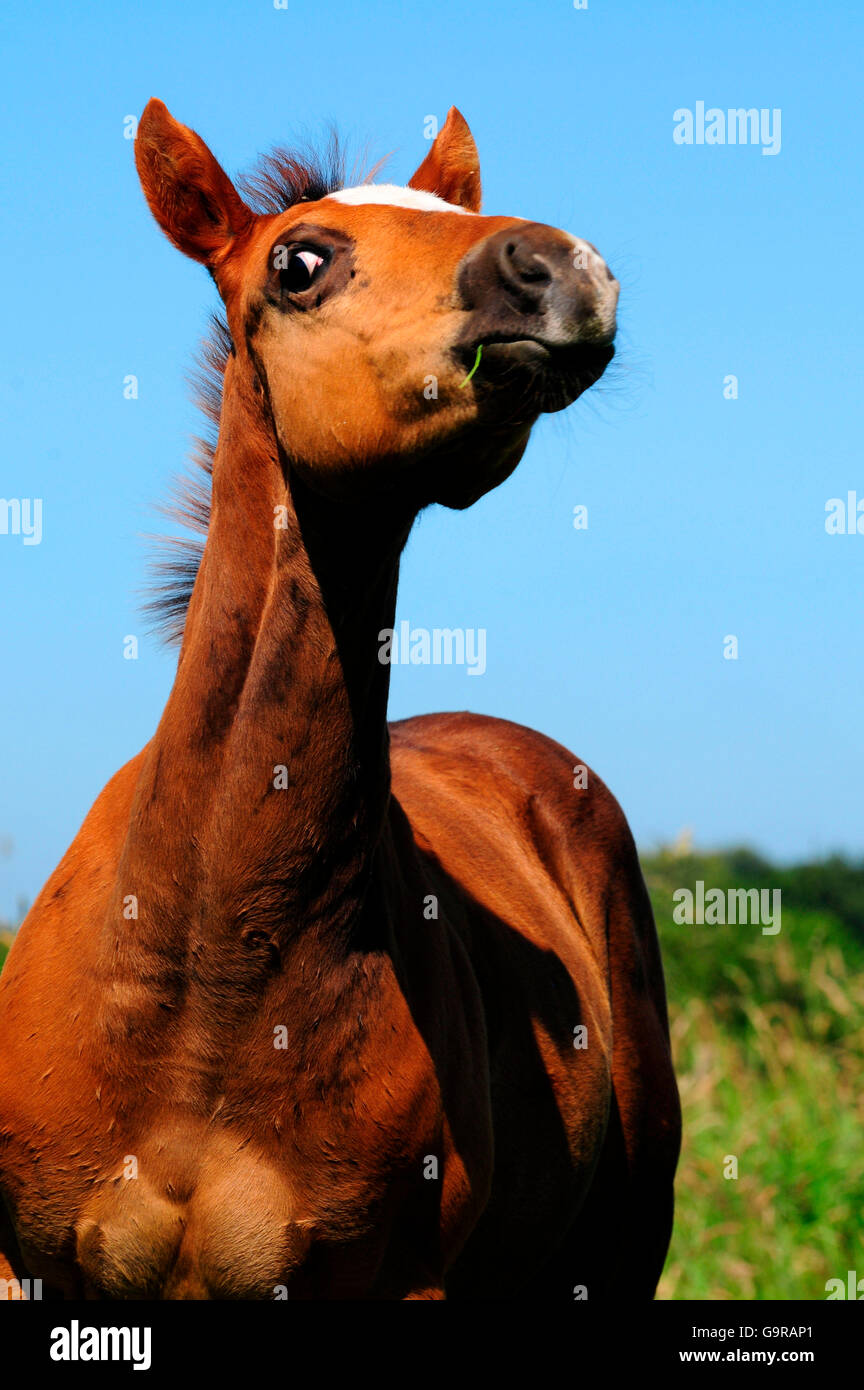 Quarter Horse, Fohlen Stockfoto