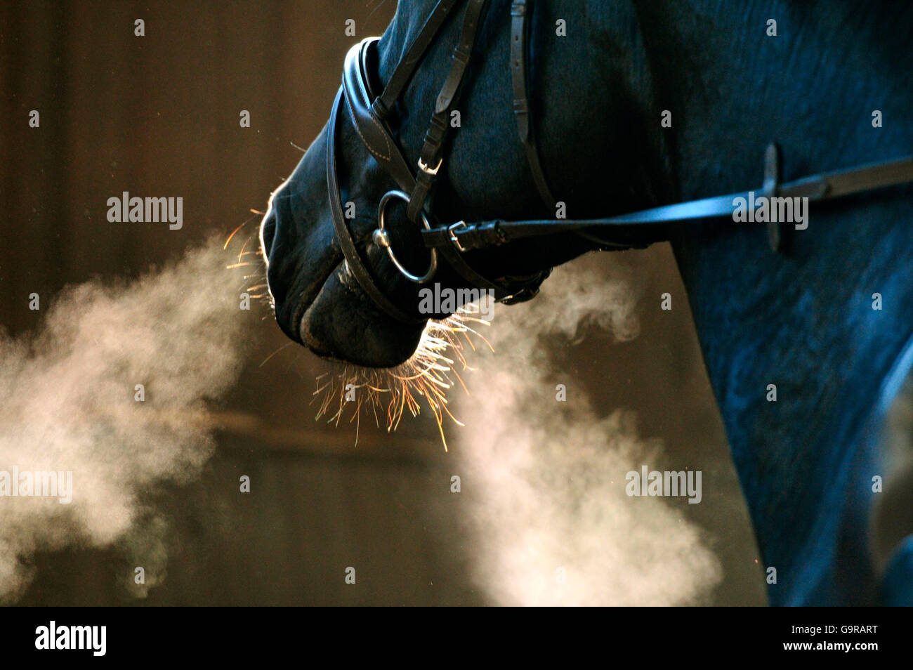 Equestrian Sport Detail / mundtot zu machen, Zaumzeug, kalt, Atem Stockfoto