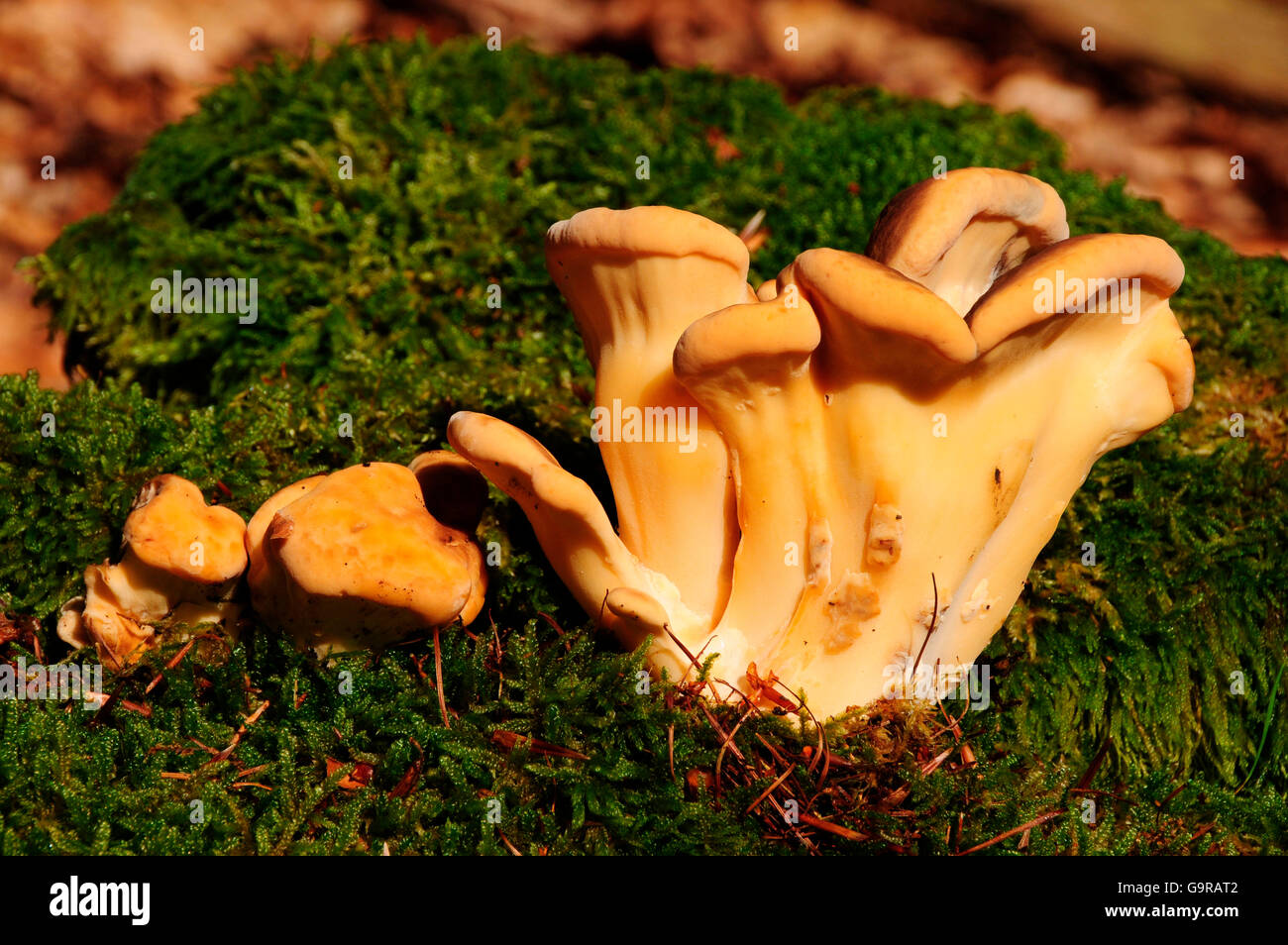 Schwefel Polypore Stockfoto