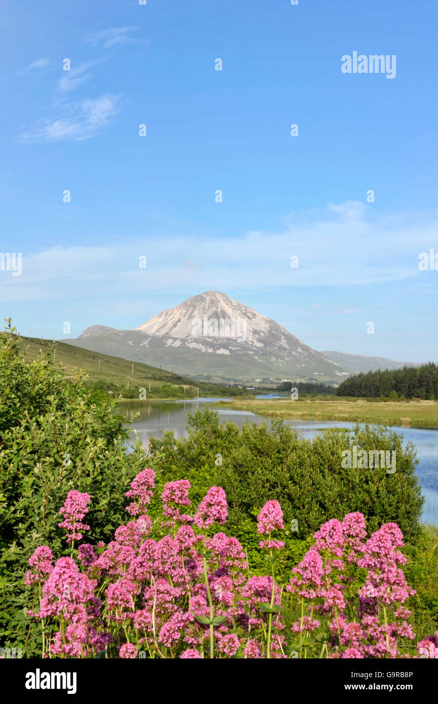 Blick auf Mount Errigal aus Gweedore, County Donegal, Irland / Clady River Stockfoto