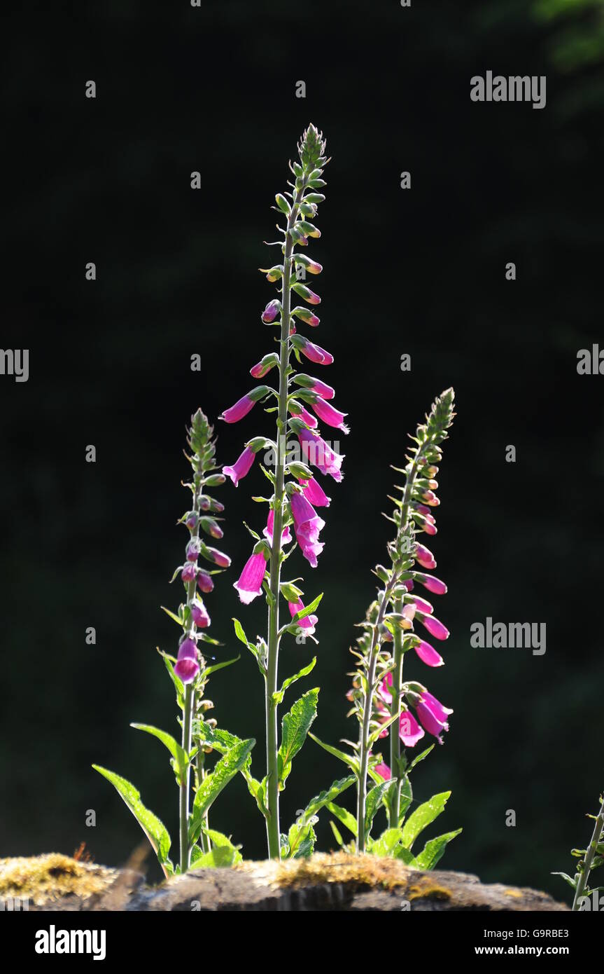 Lila Fingerhut / (Digitalis Purpurea) Stockfoto