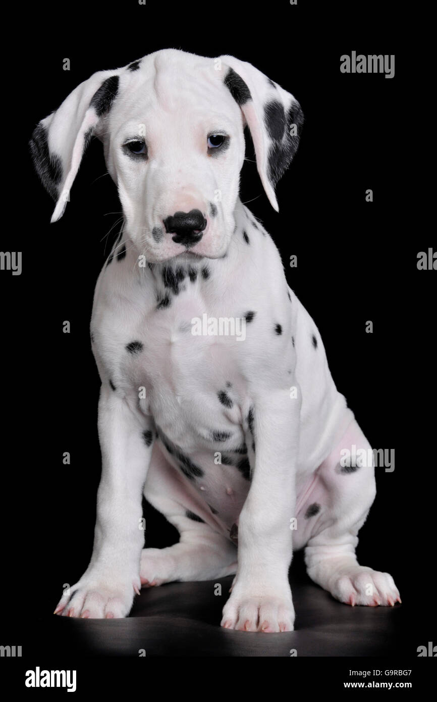 Dalmatiner, männlichen Hund, Welpen, 9 Wochen Stockfoto