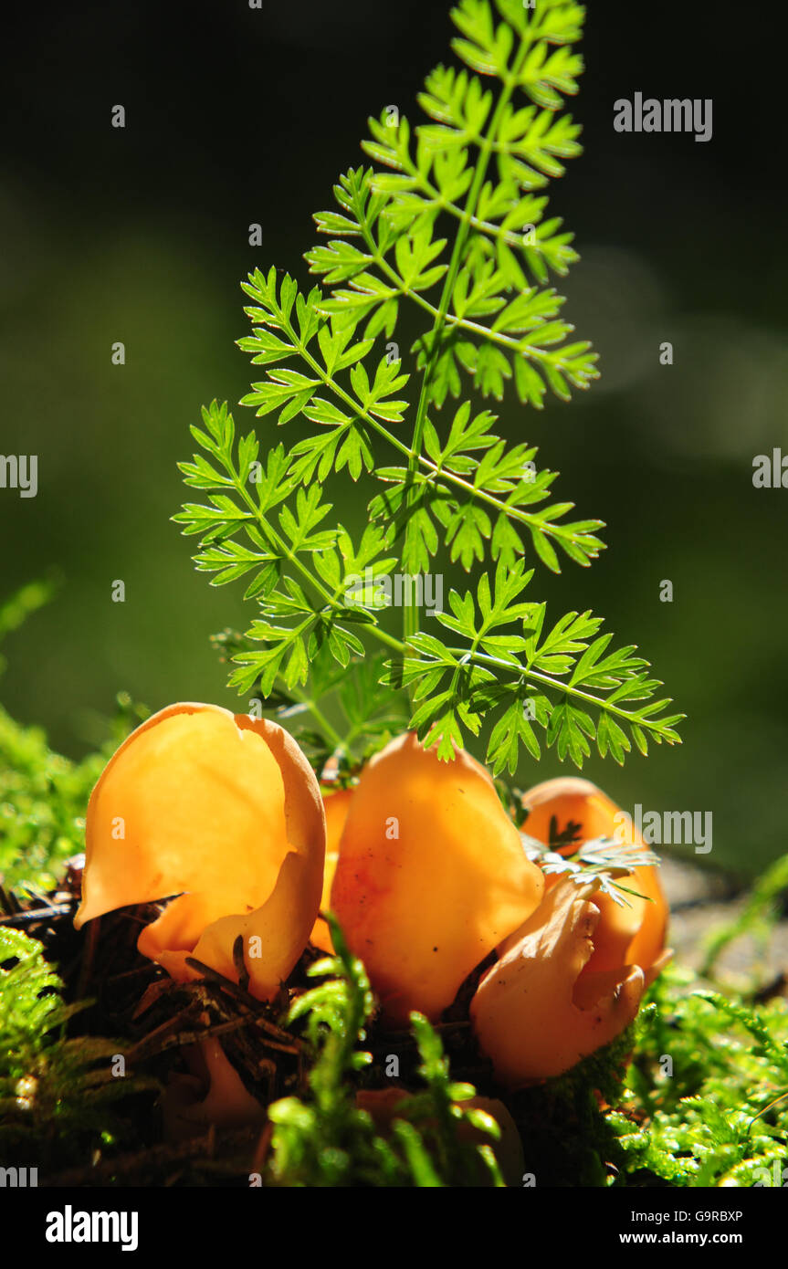 Orange Peel Fungus (Aleuria Aurantia) Stockfoto