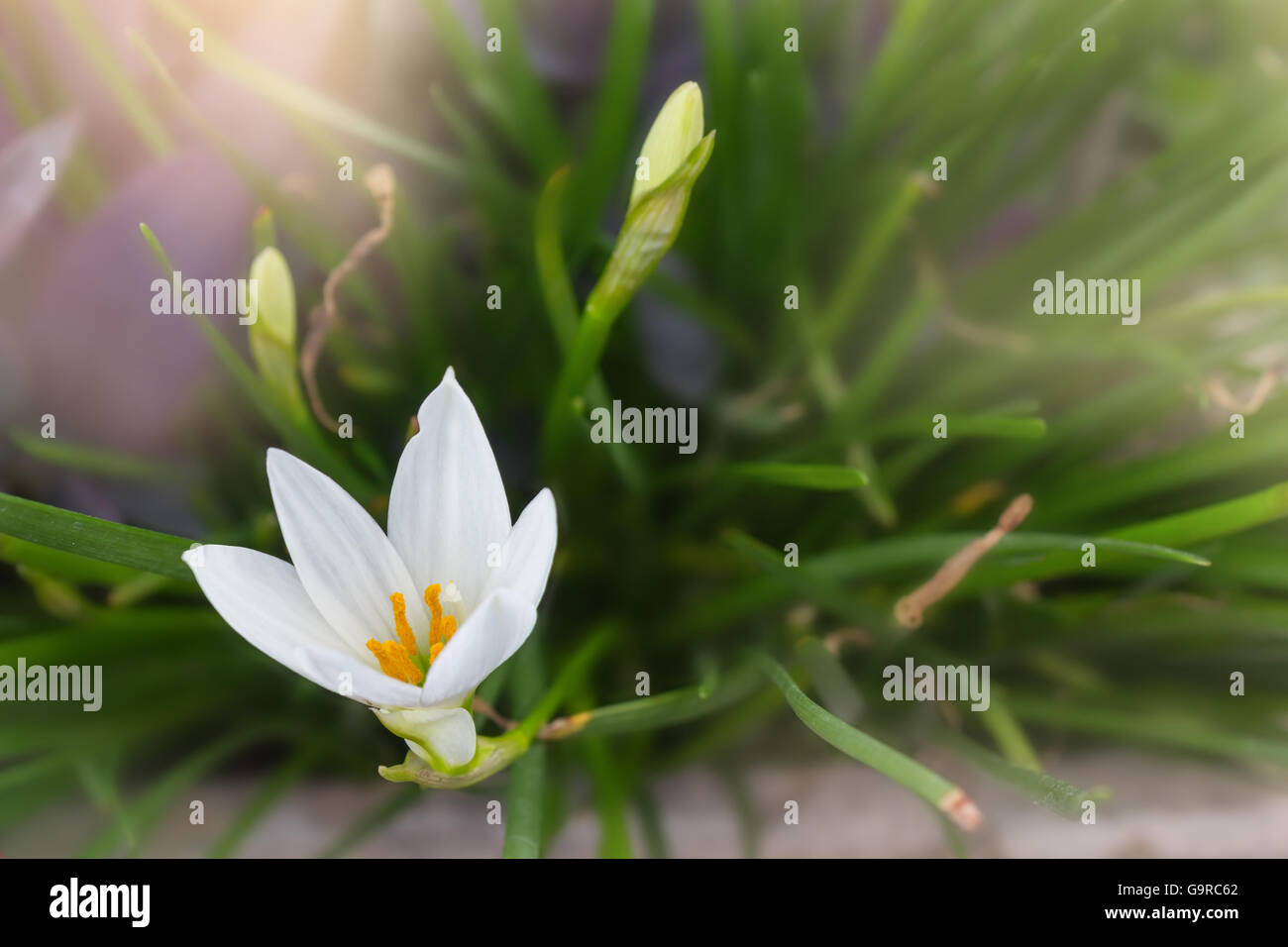 Weiße Blüten Zephyranthes Lily oder Regen-Lilie mit romantischen weiche Stimmung und leere Fläche für Hintergrund, Hexen Closeup wenig Stockfoto