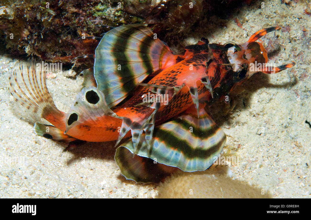 Fu Manchu Feuerfische / (Dendrochirus Biocellatus) / Twinspot Rotfeuerfisch Stockfoto