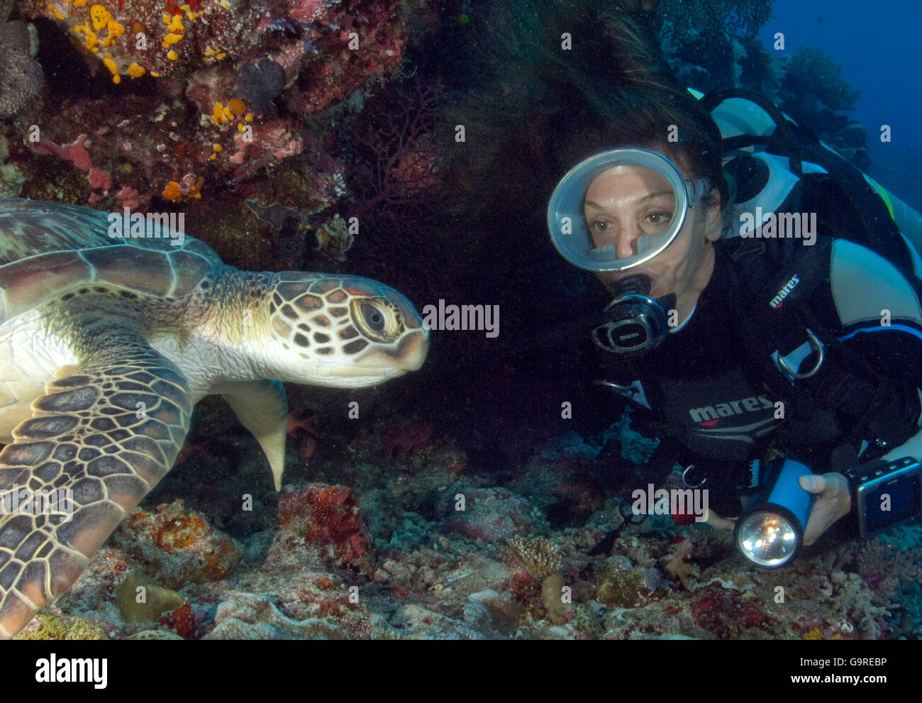 Taucher und grünen Meeresschildkröte / (Chelonia Mydas) Stockfoto