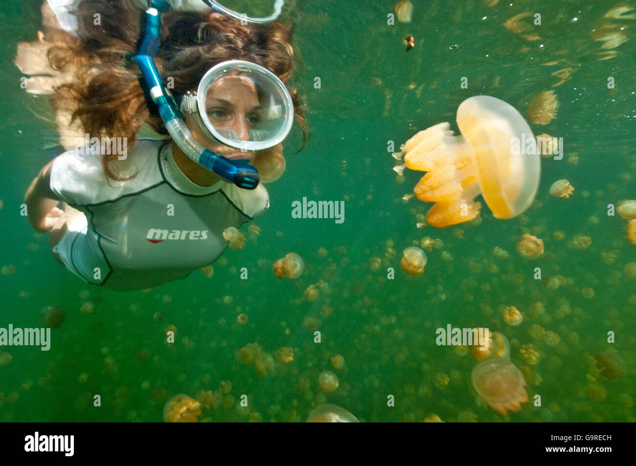 Schnorchler im Jellyfish Lake, Palau, Mikronesien / (Mastigias Papua) Stockfoto