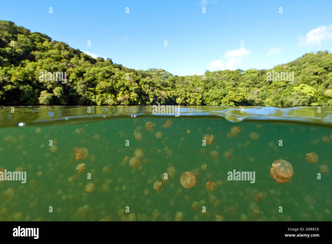 Jellyfish Lake, Palau, Mikronesien / (Mastigias Papua) Stockfoto