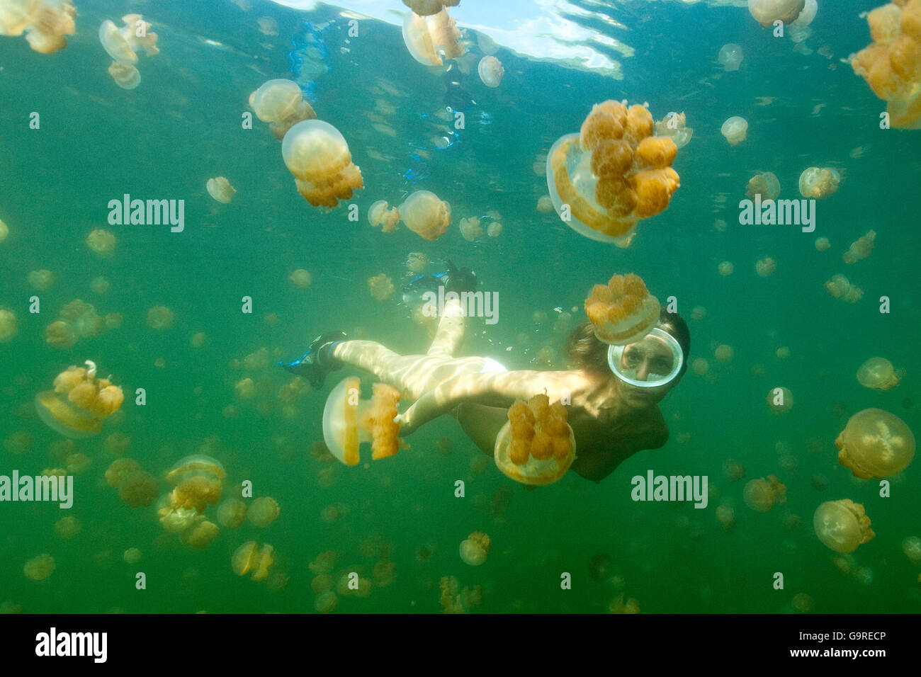 Schnorchler im Jellyfish Lake, Palau, Mikronesien / (Mastigias Papua) Stockfoto