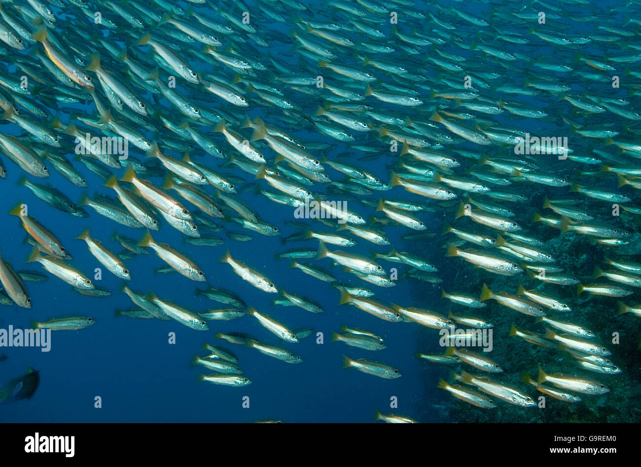 Schule des Fisches Stockfoto