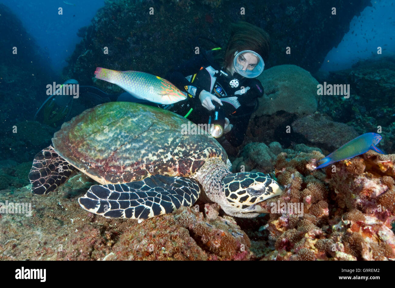 Taucher vor dem unechten Meeresschildkröte, Korallen, Phuket, Similan Islands, Andamanensee, Thailand Essen / (Caretta Caretta) Stockfoto