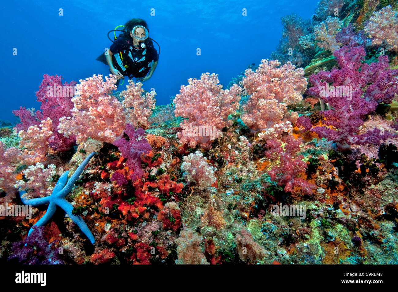 Taucher und weichen Korallen, Phuket, Similan Islands, Andamanensee, Thailand Stockfoto