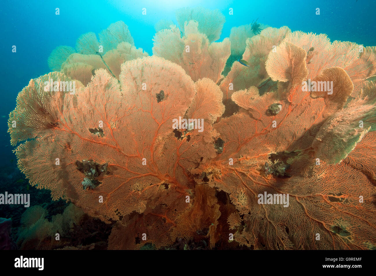 Fan-Koralle, Phuket, Similan Islands, Andamanensee, Thailand / (Gorgonia spec.) Stockfoto