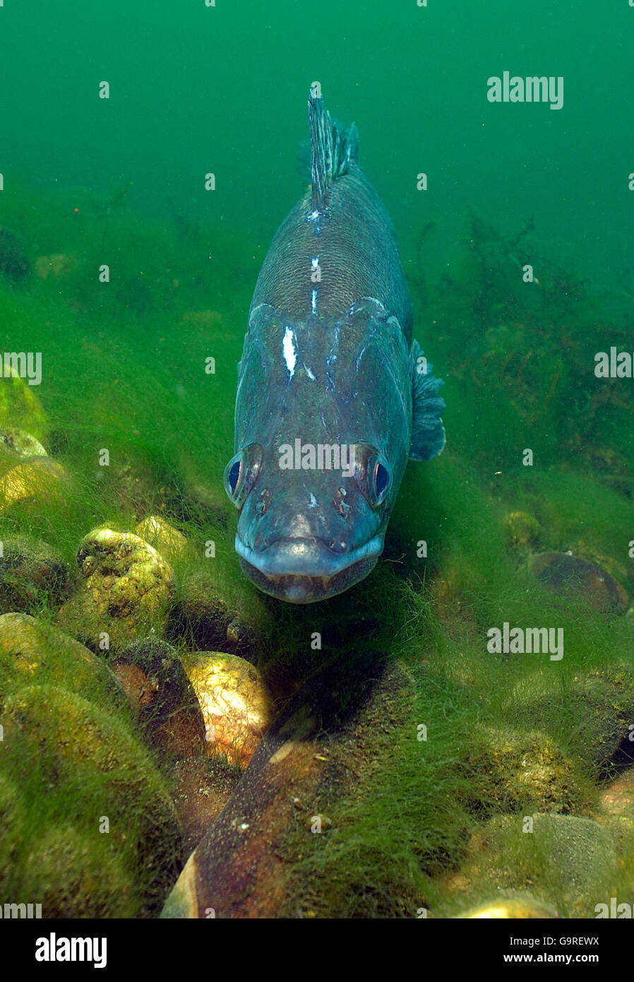 Europäische Zander / (Stizostedion Lucioperca, Sander Lucioperca) / / Zander, Zander, Zander, Zander Stockfoto