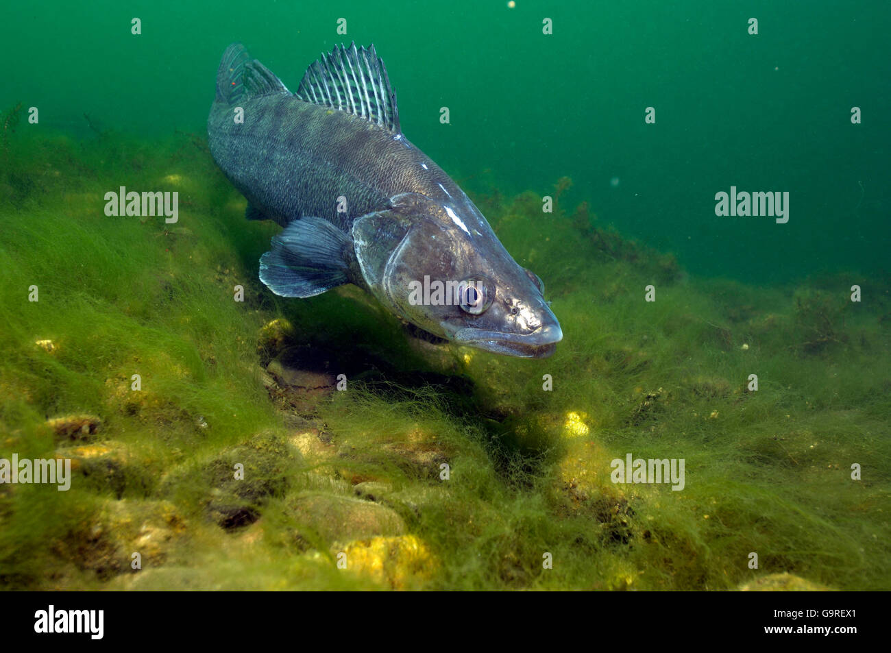 Europäische Zander / (Stizostedion Lucioperca, Sander Lucioperca) / / Zander, Zander, Zander, Zander Stockfoto