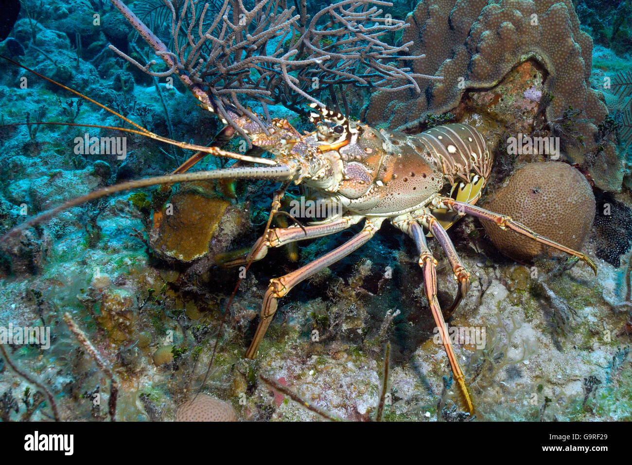 Karibik Languste, Bahamas / (Panulirus Argus) Stockfoto