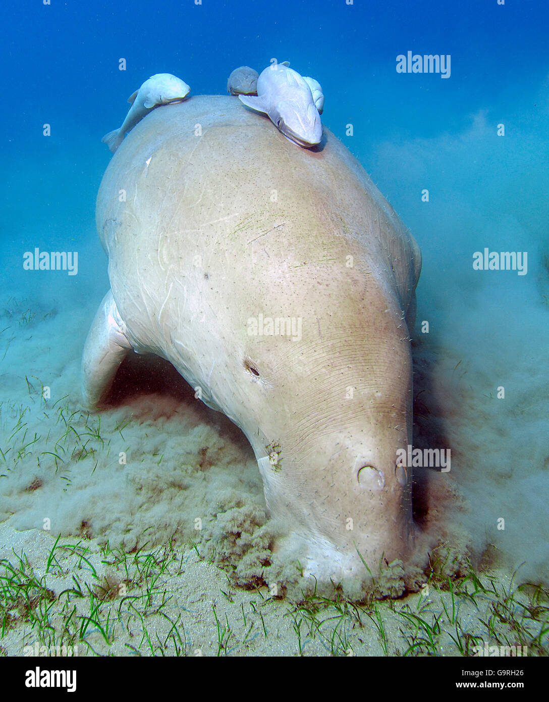 Dugong Essen Seegras, Abu Dabab, Marsa Egla, Marsa Alam, Rotes Meer, Ägypten / (Dugong Dugong) Stockfoto