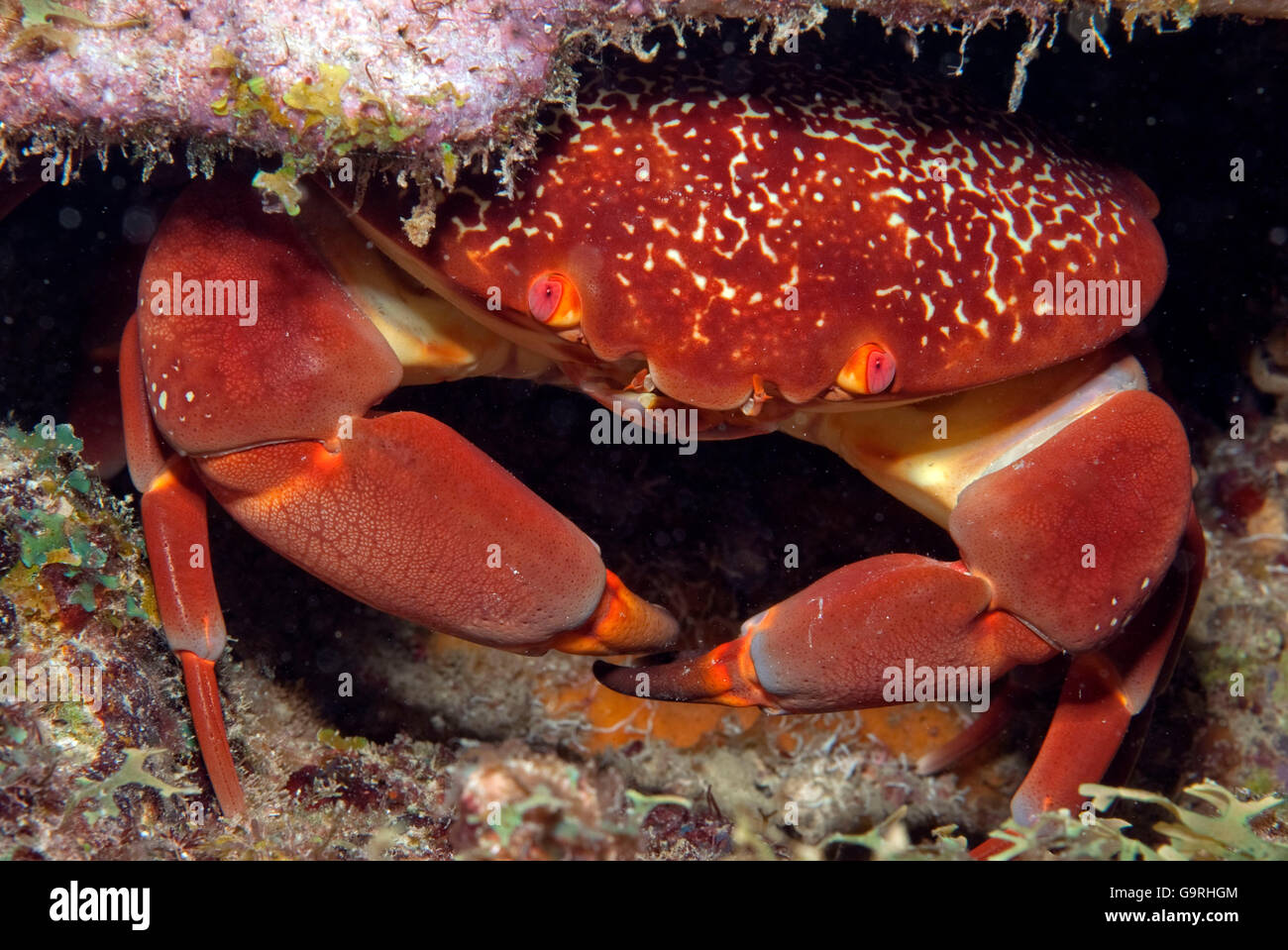 Batwing Korallen Krabbe, Bahamas / (Carpillus Corallinus) / Königin Krabbe, rote Korallen Krabbe Stockfoto