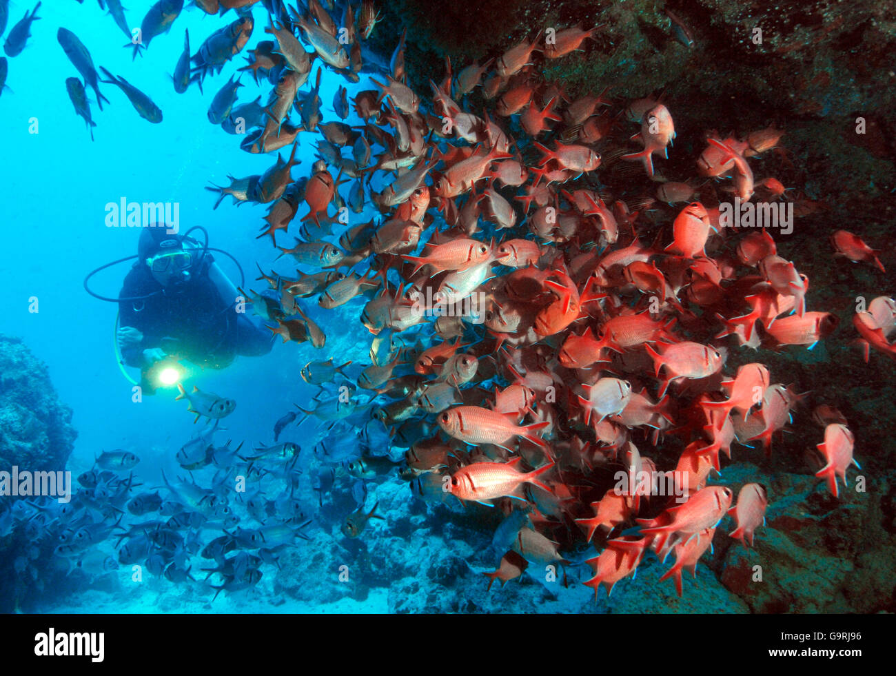 Balken Soldatenfische, Kap Verde, Atlantik / (Myripristis Jacobus) Stockfoto