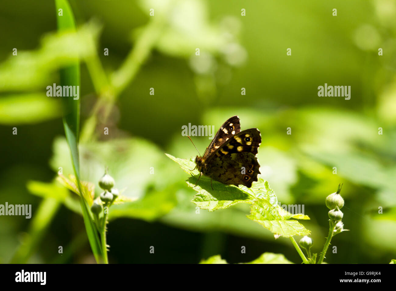 Gesprenkelte Holz Schmetterling auf Blatt in Sonne Stockfoto