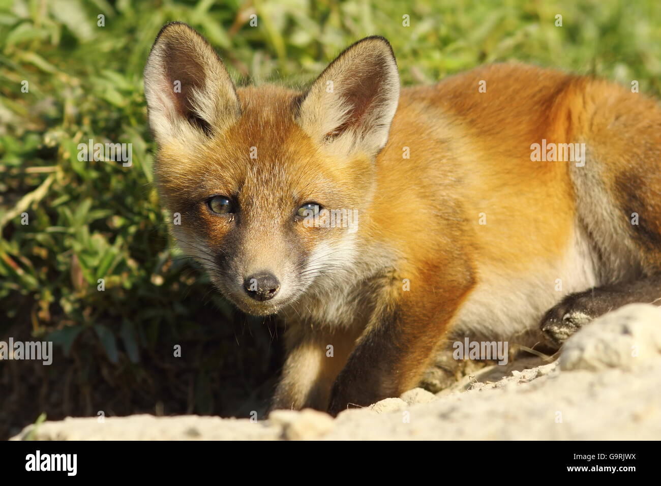 neugierig junger Fuchs schaut in die Kamera (Vulpes Vulpes) Stockfoto