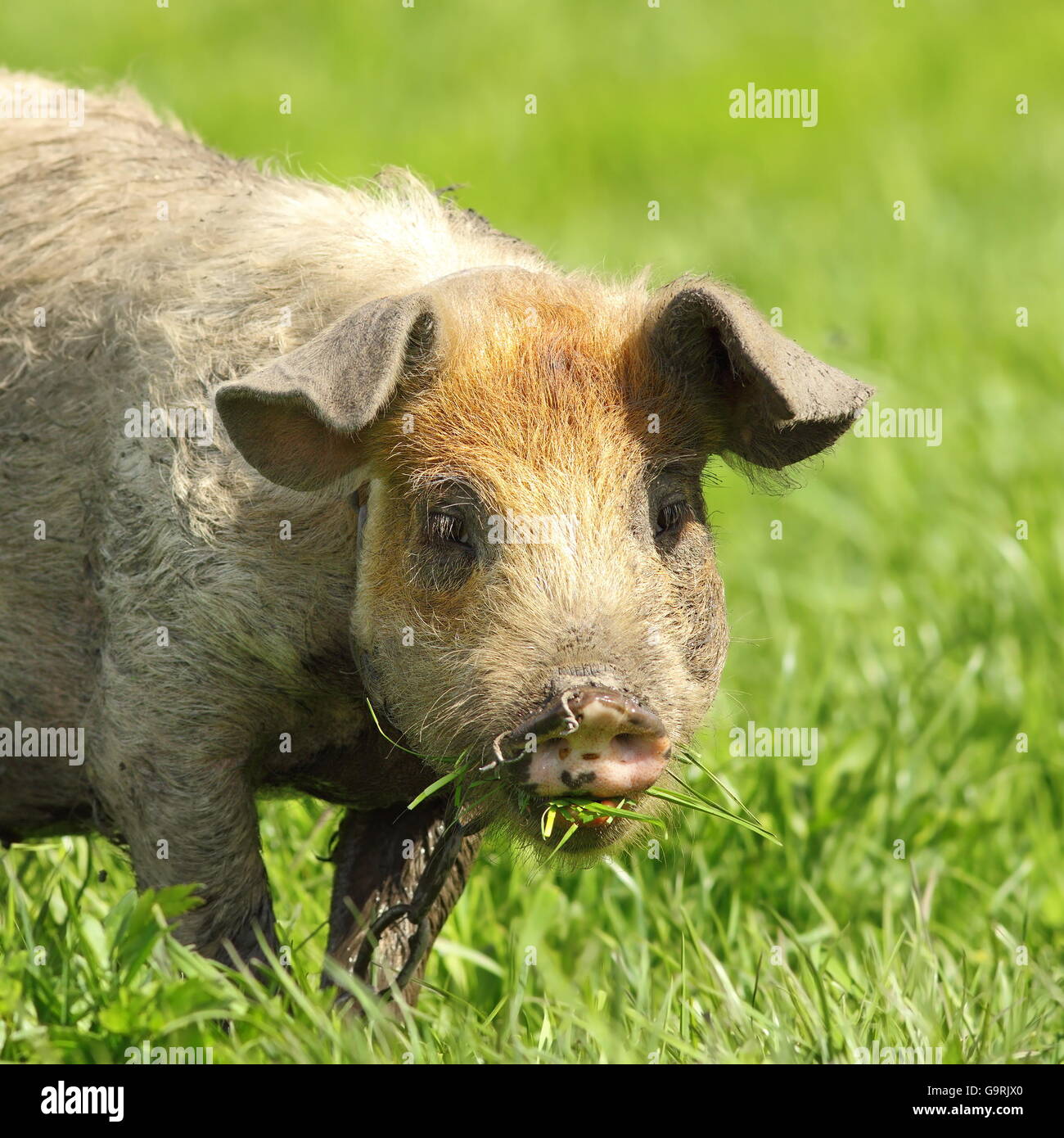 niedlich schmutzige Schwein Porträt, Bild der weidenden Tiere in der Nähe von dem Bio-Bauernhof Stockfoto