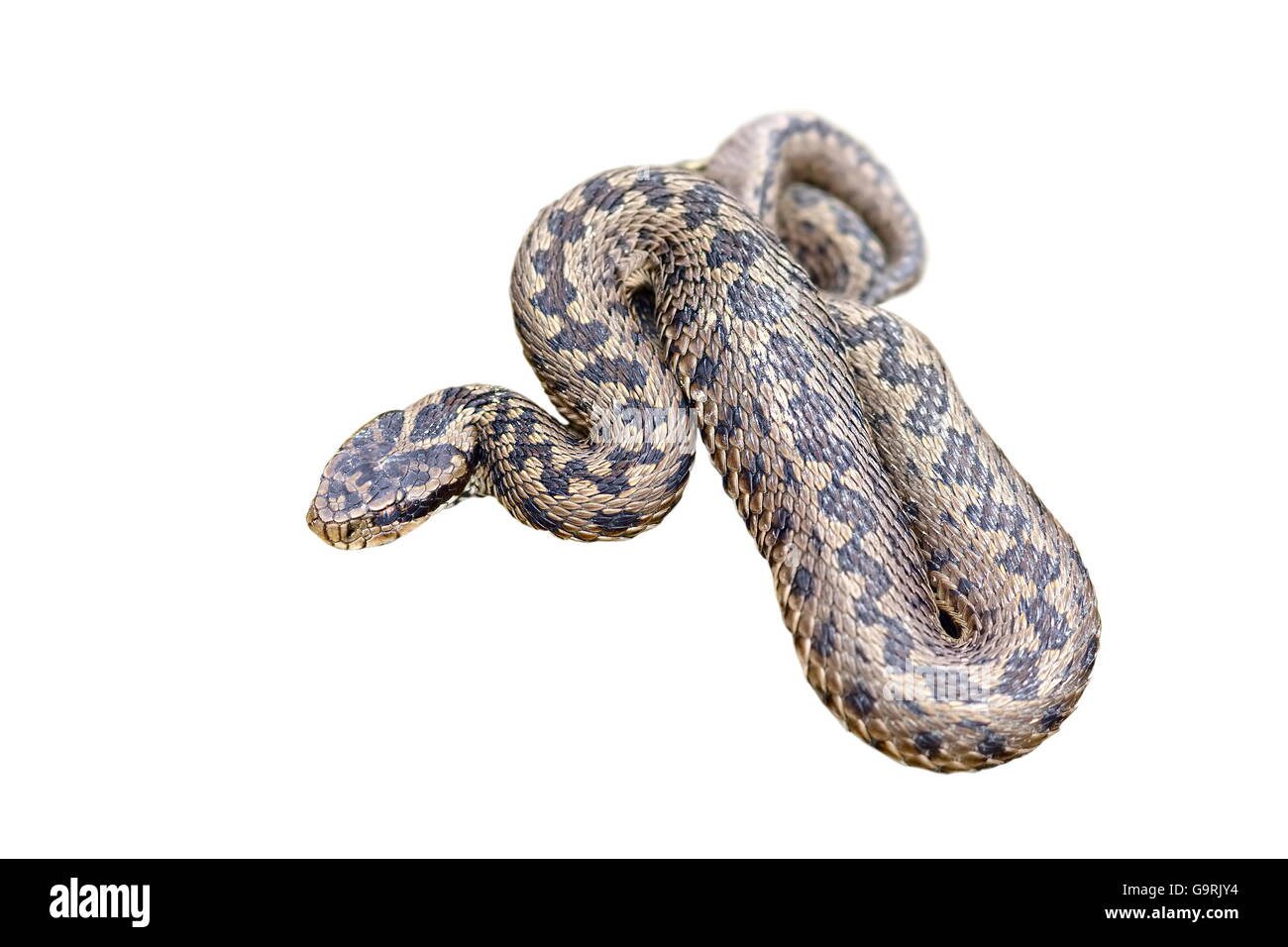 Wiesenotter isoliert auf weißem Hintergrund (Vipera Ursinii Rakosiensis) Stockfoto