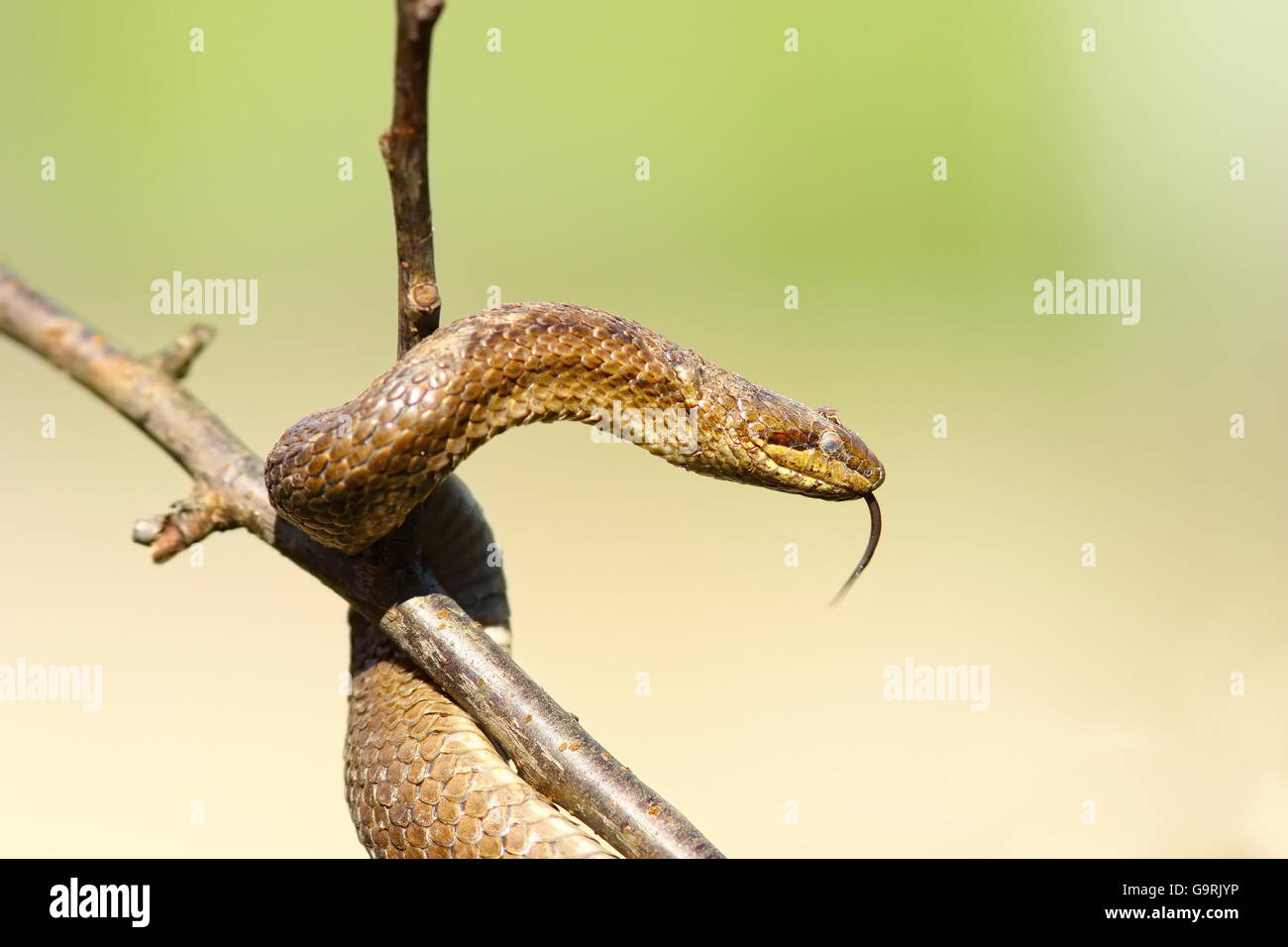 Schlingnatter im Baum über unscharfen Hintergrund (Coronella Austriaca) Stockfoto