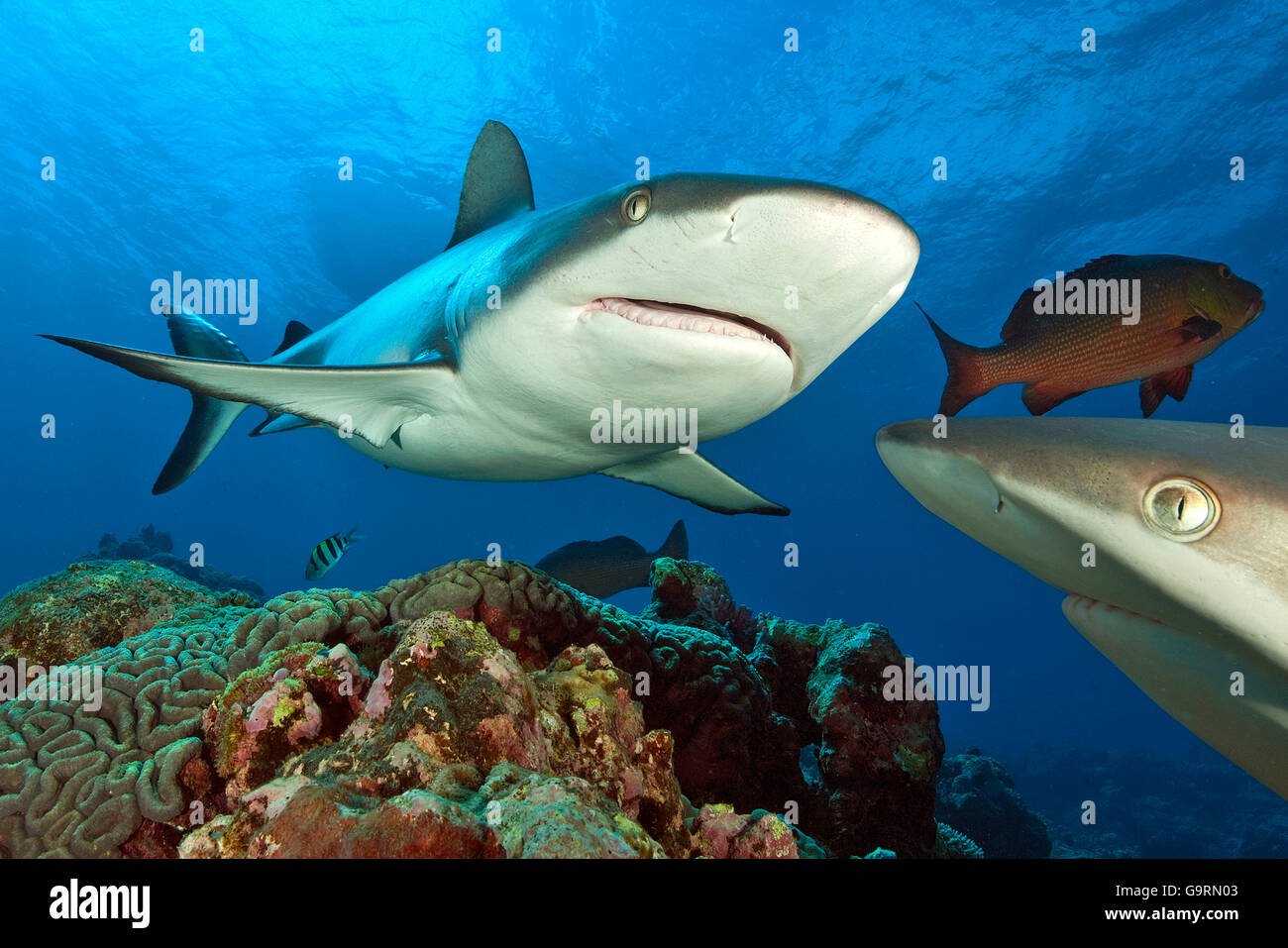 Graue Riffhaie, Maneater, Pazifik, Indischer Ozean, Rotes Meer, Mikronesien / (Carcharhinus Amblyrhynchos) Stockfoto