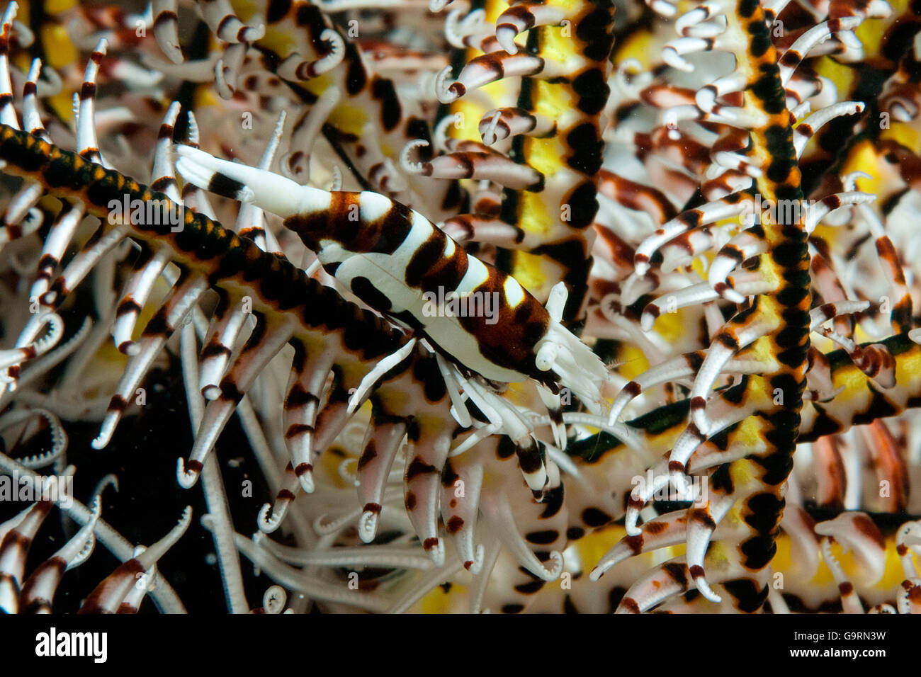 Peitschenkorallen Garnelen, Indopazifik, Asien / (Periclimenes Cornutus) Stockfoto
