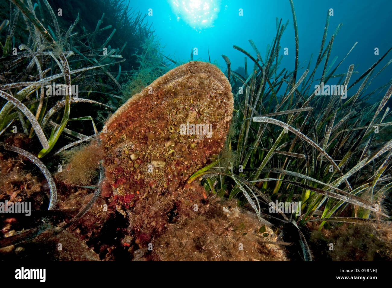 edle Steckmuschel, Fan-Muschel, Salzwasser-Muschel, mediterrane / (Pinna Nobilis) Stockfoto