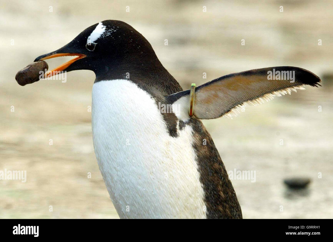 Pinguine im Zoo von Edinburgh Stockfoto
